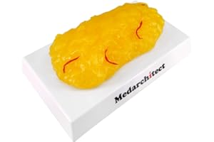 MEDARCHITECT Authentic Human Body Fat Replica with Red Veins - 1 lb, Keep Fit & Weight Loss Motivation & Reminder, Human Fatty Tissue Demonstration Model for Nutritionist, Science Course for Medical Student
