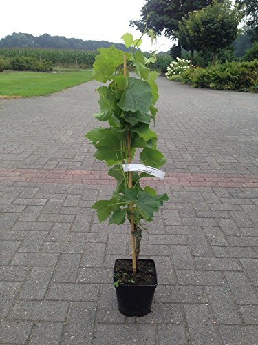 Weintrauben Pflanzen kernlos Suffolk Red Weinrebe winterhart Weintraube pilzfest Wein rosa Frücht 60-100 cm im Topf - 3