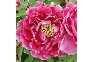 GARDENEXPERT Paeonia suffruticosa Japanese Tree Peony Dark Pink 11cm Pot Size
