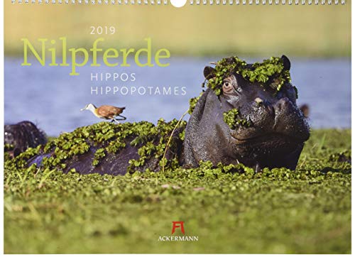 Preisvergleich Produktbild Nilpferde 2019, Wandkalender im Querformat (45x33 cm) - Tierkalender mit Monatskalendarium