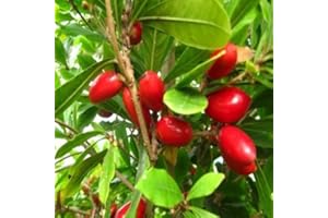 SVI Synsepalum dulcificum (20 semillas fruta milagrosa)