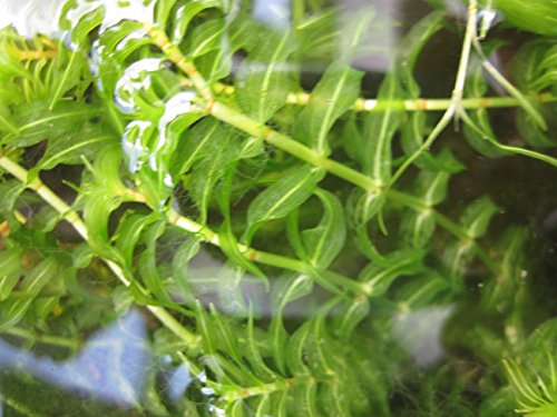 Premium-Unterwasserpflanzen-Mix – 15 Stück – zur Fadenalgenbekämpfung im Teich- inkl. drei Bund Stängelpflanzen und einem Bund Japanischen Wasserpfeffer je nach Verfügbarkeit - 4