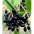 Gardening Paradise BLACK JAMUN GRAFTED THAI VARIETY HYBRID LIVE PLANTS| FRESH & HEALTHY LIVE PLANTS