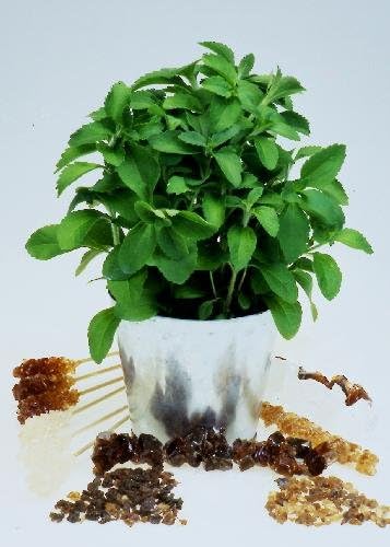 TROPICA - Sweetleaf (Sugar Leaf) (Stevia rebaudiana) - 100 Seeds - Herbs