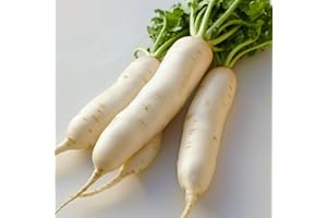 200 Semillas de Rábano Japonés (Daikon) - SemiSauvage Permaculture