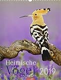 Heimische Vögel - Kalender 2019 by