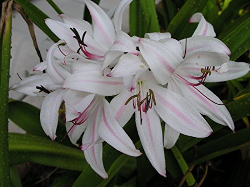 FERRY Semillas orgánicas única No Plantas: Crinum Lily, digii 'n' dding, Grande, de tamaño floración