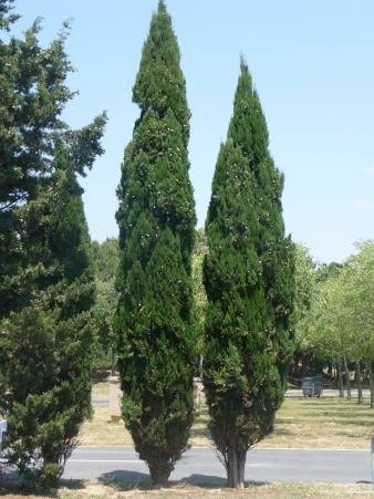 TROPICA – Mittelmeer-Zypresse (Cupressus sempervirens var. pyramidalis) – 100 Samen - 3