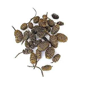 10 Piece Alder Cones for Shrimps Betta Fish Promote Breeding pH Reducer and Buffering Water Treatment
