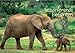 Faszinierende Elefanten (Wandkalender 2013 DIN A4 quer): Afrikas Giganten (Monatskalender, 14 Seiten) by 