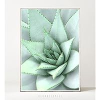 Kunstdruck / Poster SUKKULENT °3 -ungerahmt- tropisch, Natur, Pflanze, Blatt, Kaktus