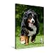 Produktbild Premium Textil-Leinwand 50 cm x 75 cm hoch, Ein Motiv aus dem Kalender Berner Sennenhund 2017 | Wandbild, Bild auf Keilrahmen, Fertigbild auf echter Leinwand, Leinwanddruck (CALVENDO Tiere)