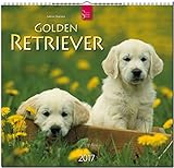 GOLDEN RETRIEVER - Original Stürtz-Kalender 2017 - Mittelformat-Kalender 33 x 31 cm by 