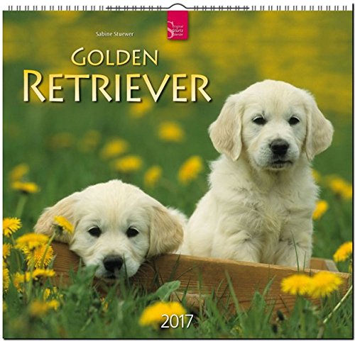 GOLDEN RETRIEVER - Original Stürtz-Kalender 2017 - Mittelformat-Kalender 33 x 31 cm