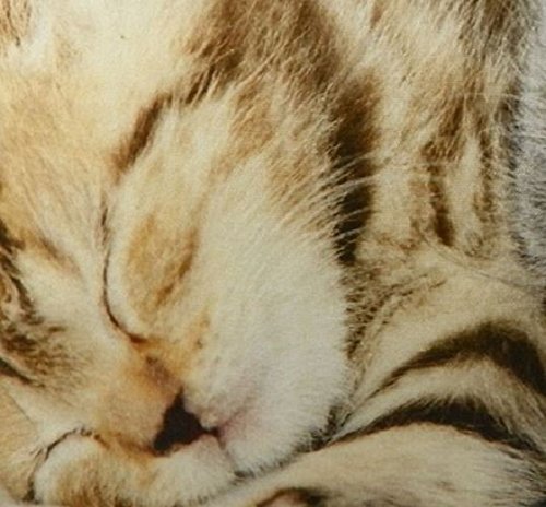 Mars & More – Kissen – Zierkissen – Dekokissen – Katzen – Kärzchen – inklusive Füllung – 100 % Baumwolle 50 x 50 cm - 2