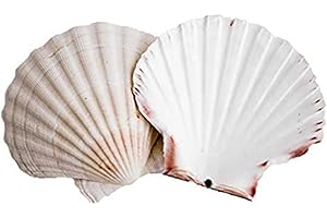 AVALON COSMETIC PACKAGING Scallop Shells (6 x Large 10-13cm sized Scallop Shell)