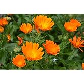 Arzuman Portakal Nergisi Aynı Sefa (calendula Officinalis) &Ccedil;i&ccedil;ek Tohumu, 30 Adet