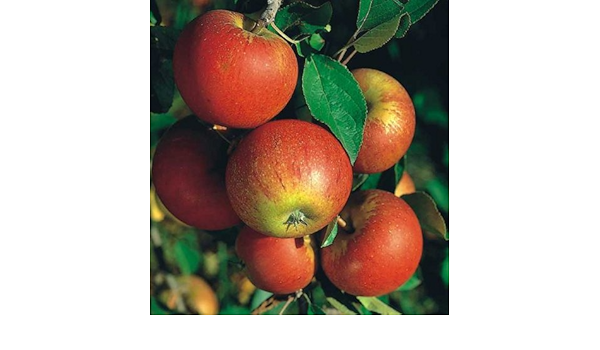 Mini Apfelbaum Zwergobst Apfel Zwergobstbaume Malus Domestica Aktion Amazon De Garten