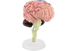 OMABETA Modelo de Cerebro, Fácil de Llevar, Cerebro Humano Desmontado, Modelo de Cerebro Humano, Pintura Colorida, Plástico para Entrenamiento Médico