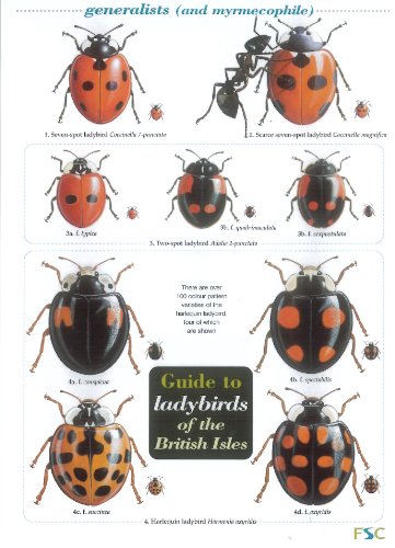 Télécharger Guide to Ladybirds of the British Isles PDF Ebook En Ligne