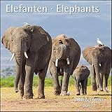 Elefanten Elephants 2019 - Broschürenkalender - Wandkalender - mit herausnehmbarem Poster - Format 30 x 30 cm by 