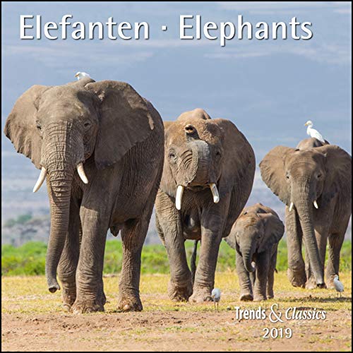 Elefanten Elephants 2019 - Broschürenkalender - Wandkalender - mit herausnehmbarem Poster - Format 30 x 30 cm