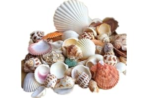 Ardisle Beach Mixed Sea Shells Shell Craft Table Decor Aquarium Fish Tank Small Medium