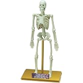 Eastcolight İnsan İskeleti Bilim Seti