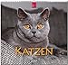 KATZEN - Original Stürtz-Kalender 2017 - Mittelformat-Kalender 33 x 31 cm by 