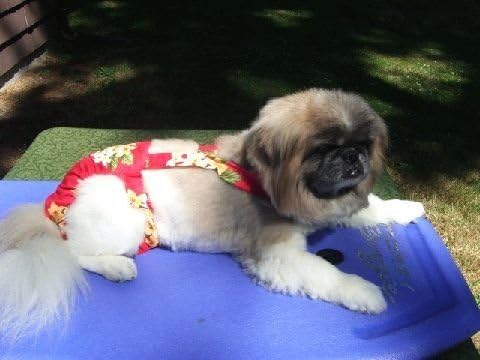 Joybies Tropical Red Piddle Pants for Male Dog (Measuring 7"-9" inches / 17.78 cm - 22.86 cm Along Spine From Collar to Tail Base)