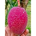 Miyazaki Mango Tree Plant Hybrid Grafted Japanese Red Miyazaki Mango Fruit Plant (Red Colour) World Most Expensive Sweet Taiyo No Tamago/Eggs Of Sun Mango Fruit Tree Home Or Rooftop Garden Star Plant