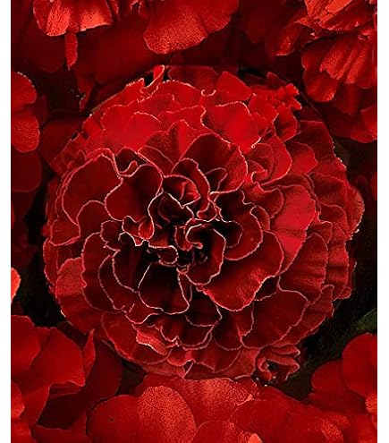 VIBEX-™ XXX-218-Ornamental Marigold Seeds for Planting