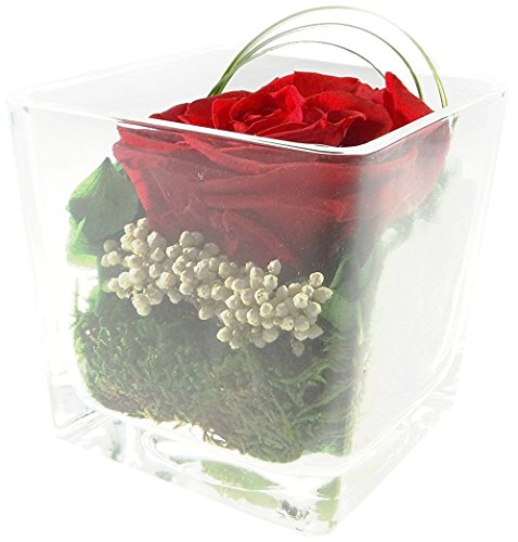 Rosen-te-amo Muttertag Geschenk Konservierte Rose – Blumen-Gesteck aus ECHTE Blumen in der Vase, 1 PREMIUM haltbare-Rose in Rot – unser Blumen-Arrangement sind lange haltbar Geschenk zum Muttertag(Würfel-Vase, Rote-Rose) - 3