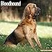 Produktbild Bloodhound Calendar 2019