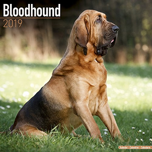 Preisvergleich Produktbild Bloodhound Calendar 2019