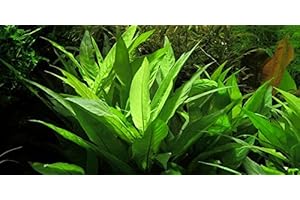 AQUAPLANTS Hygrophila corymbosa - Live Plante pour Aquarium