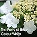 Produktbild The Purity of the Colour White (Wall Calendar 2018 300 × 300 mm Square): The purity of the colour white is the most common in nature (Monthly calendar, 14 pages ) (Calvendo Nature)
