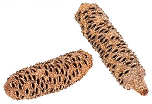 NaDeco® Banksia Grandis Zapfen ab 21 cm | Banksia Zapfen zum drechseln | Große Banksia Zapfen | australische Banksia Zapfen - 3