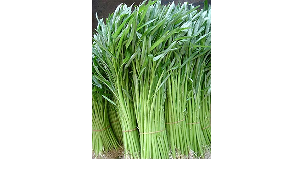 Generic Seeds Thai Water Spinach Seeds Pak Boong Kang Kung Ong Choy Amazon De Grocery