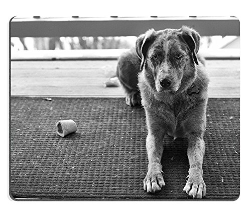 Preisvergleich Produktbild wyrujyu Mousepad zu lesen einem Dog S Mind Material