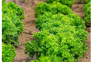 MES GRAINES POTAGÈRES Lote de 500 Semillas de Lechuga Lollo Bionda - Variedad voluminosa y rizada - Lechuga dulce y tierna - Rebrota después de la cosecha - 100% natural - Garantía de germinación - 100% reproducible