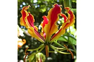 FLORIANA-BULBOSE Bulbos de Flores (2 X Bandera española - Gloriosa ROTHSCHILDIANA)