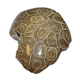 Koralle versteinert auch Petoskey Stein genannt