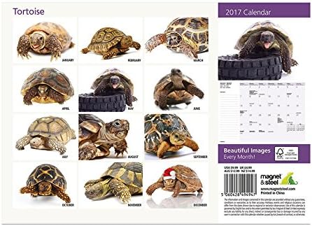 2017 Tortoise Calender - free postage