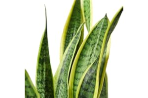 Sansevieria Trifasciata Laurentii | DECOALIVE | Planta de Interior Natural | Lengua de Suegra Planta Espada