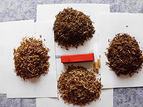 3000 Tabak Samen Virginia – Burley Mischung 100% Bio Ernte 2016 Tabakpflanzen - 5