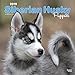 Produktbild Siberian Husky Puppies - Husky-Welpen 2019 - 18-Monatskalender mit freier DogDays-App (Wall-Kalender)