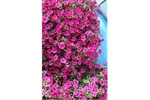 ASTONISH VISA STORE La mejor petunia de arrastre de la semilla. Las intensas flores de color violeta-púrpura son impresionantes en cestas colgantes, un mejor desempeño que las petunias Surfinia plante