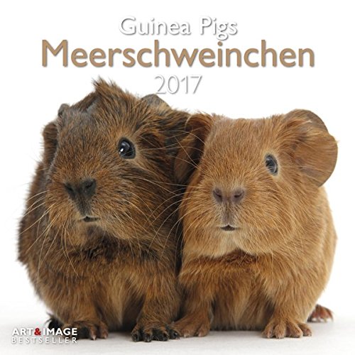 Download Meerschweinchen 2017 - A&I Tierkalender, Wandkalender, Broschürenkalender, Meerschweinchen - 30 x 30 cm Download Meerschweinchen 2017 - A&I Tierkalender, Wandkalender, Broschürenkalender, Meerschweinchen - 30 x 30 cm
