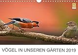 Vögel in unseren Gärten 2019 (Wandkalender 2019 DIN A4 quer): Heimische Vogelarten in unseren Gärten. Fotografiert von Lutz Klapp. (Monatskalender, 14 Seiten ) (CALVENDO Tiere) by 